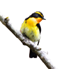 キビタキの形態