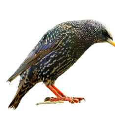 ムクドリの形態