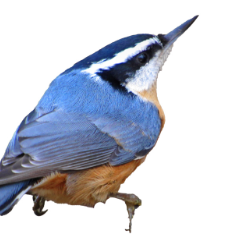 ゴジュウカラの形態