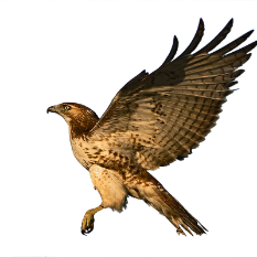 ハヤブサの形態