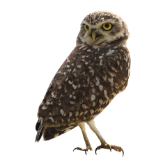 フクロウの形態