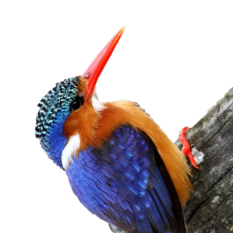 カワセミの形態