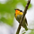 枝に留まるキビタキ