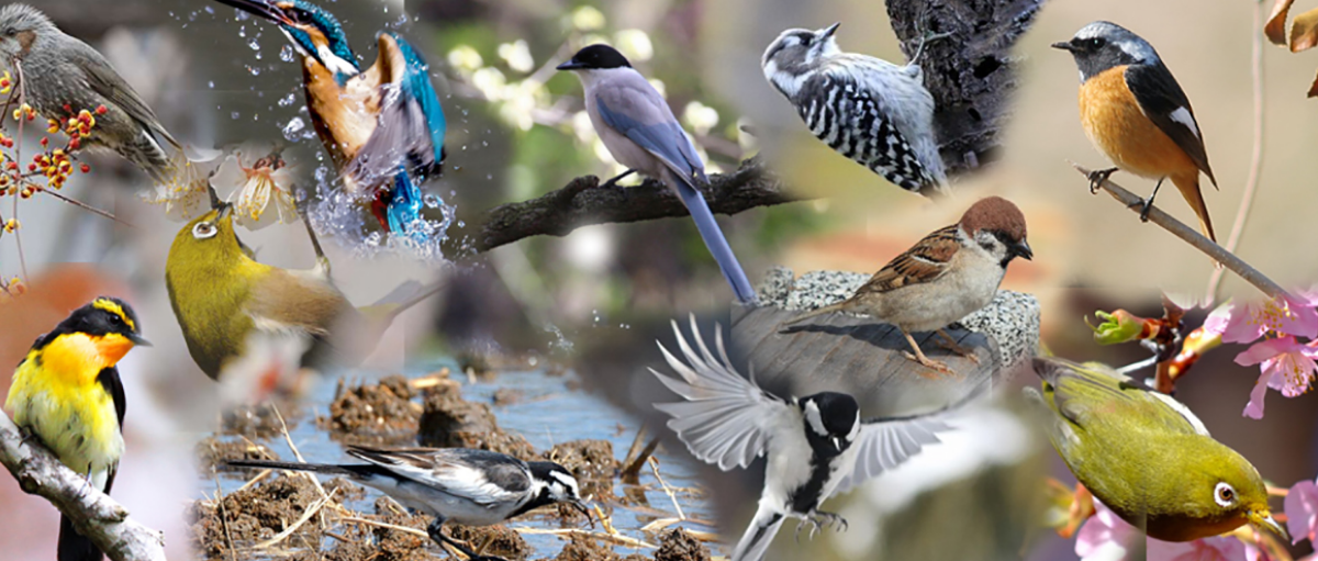 【コーディング】都市型野鳥観察クラブ