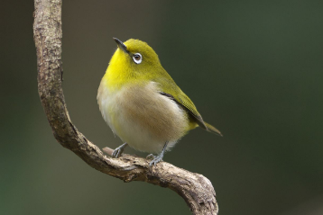 枝に留まるメジロ